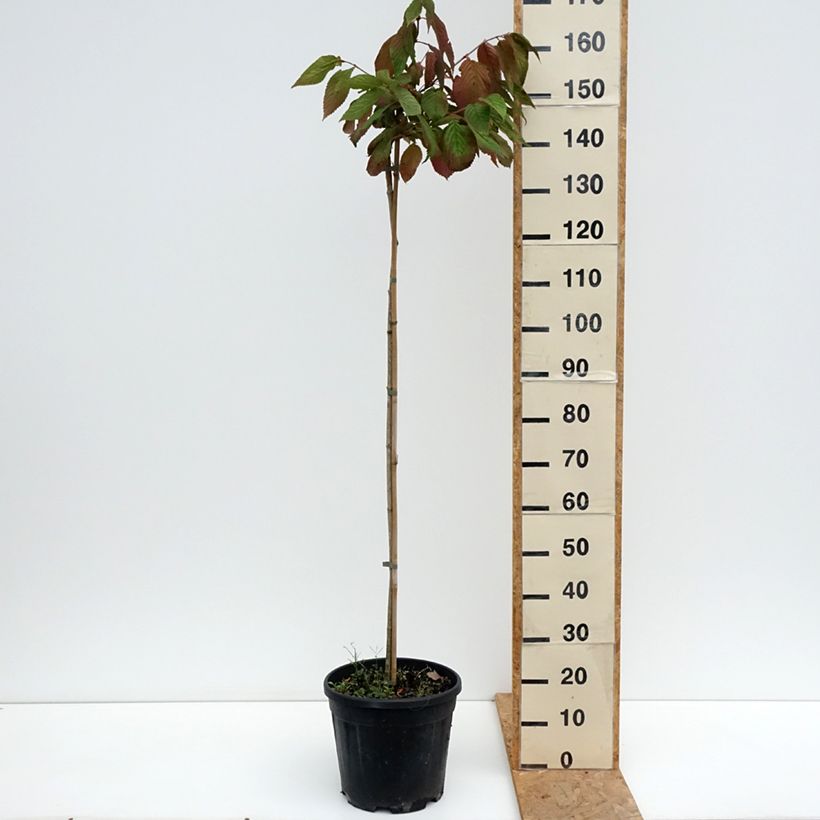 Esemplare di Viburnum plicatum Cascade Vaso da 12L/15L, Vaso impalcato consegnato in estate