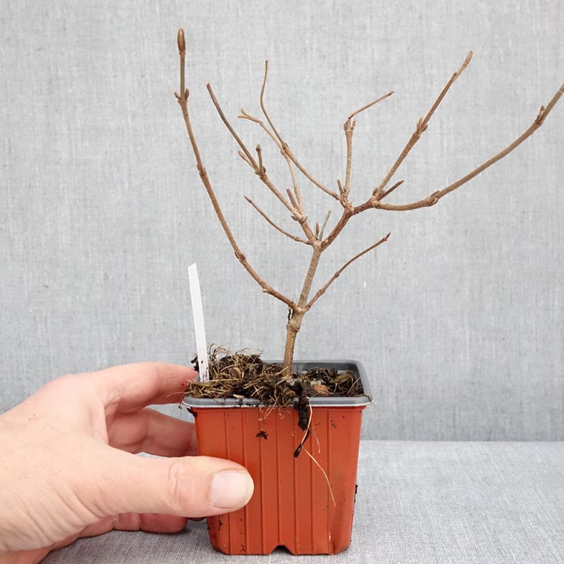 Viburnum plicatum Mariesii Vasetto da 8/9 cm esemplare consegnato in inverno