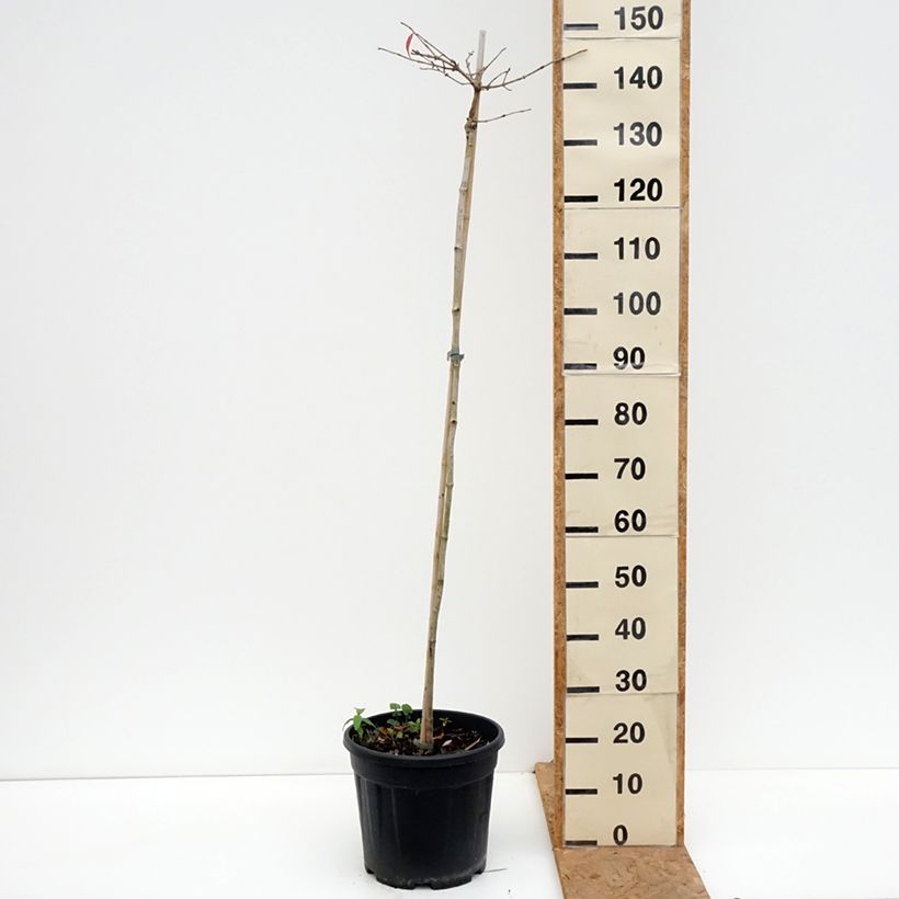Esemplare di Viburnum plicatum Mariesii Vaso da 12L/15L, Vaso impalcato come consegnato in autunno