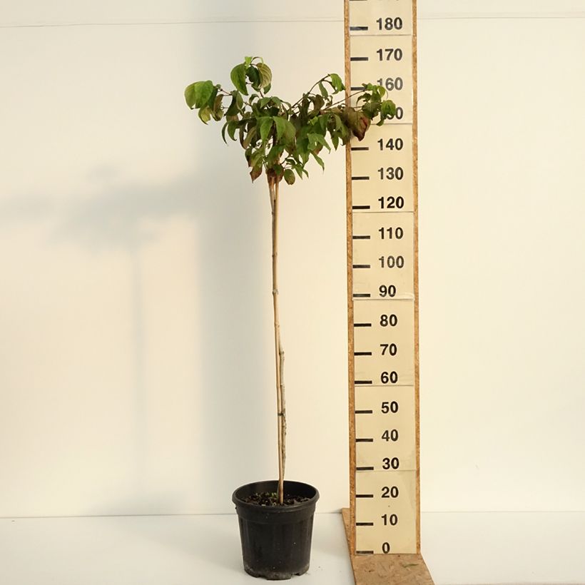 Esemplare di Viburnum plicatum Mariesii Vaso da 12L/15L, Vaso impalcato consegnato in estate