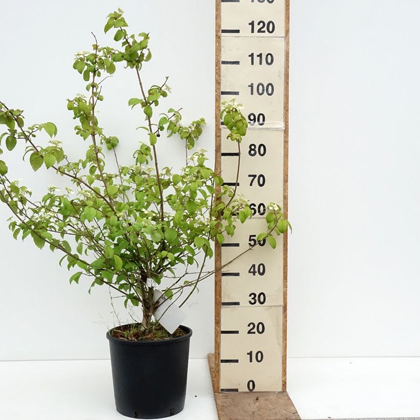 Viburnum plicatum Shasta Vaso da 12L/15L esemplare consegnato in primavera