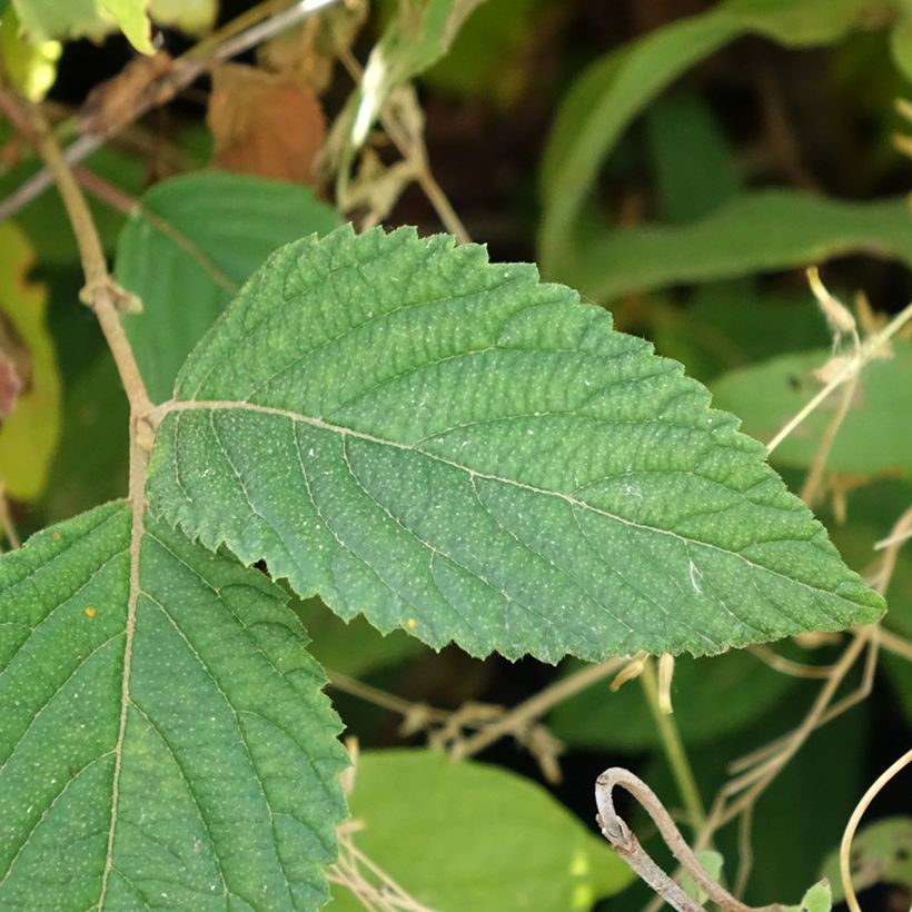 Viburnum plicatum Tomentosum (Fogliame)
