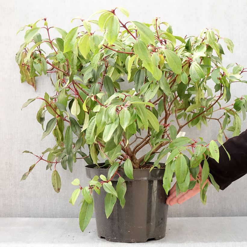 Viorne de David - Viburnum davidii Angustifolium Pot de 7,5L/10L esemplare consegnato in inverno