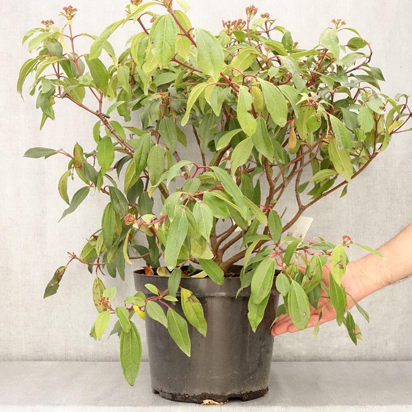 Viburnum davidii Angustifolium Vaso da 7,5L/10L esemplare consegnato in primavera