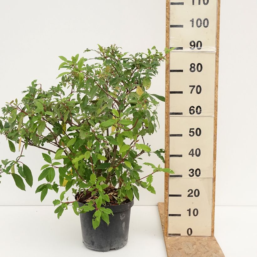 Esemplare di Viburnum davidii Angustifolium Vaso da 7,5L/10L consegnato in estate