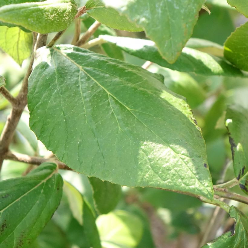 Viburnum burkwoodii Mohawk (Fogliame)