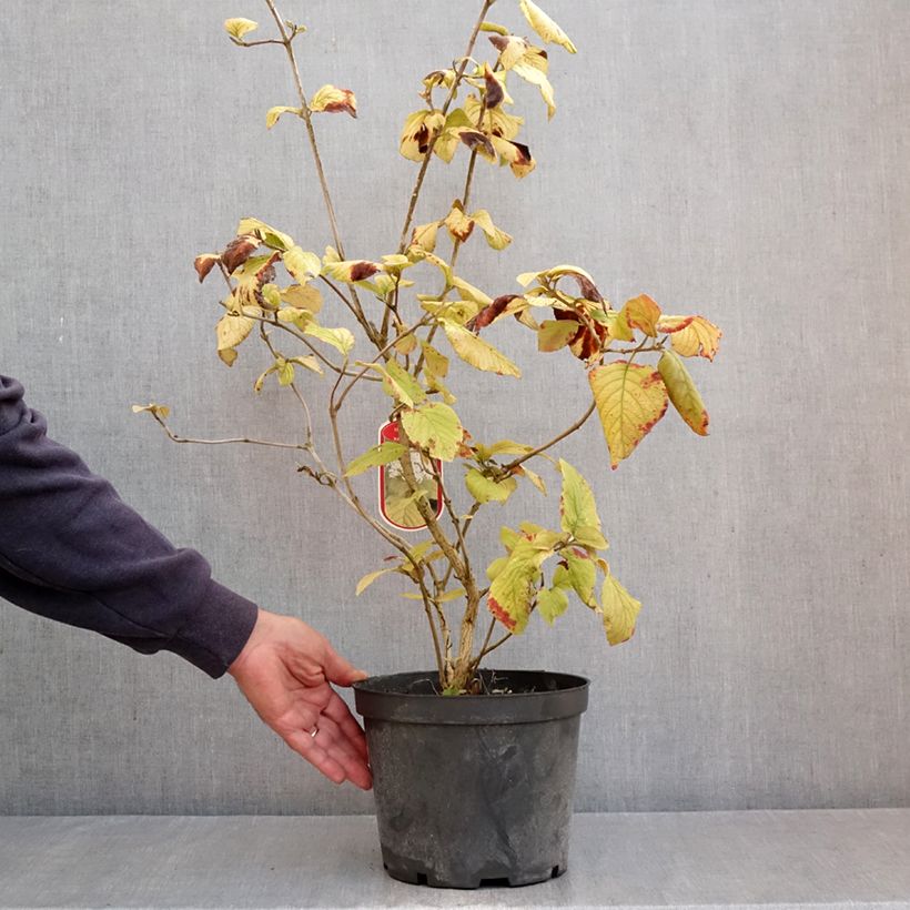 Esemplare di Viburnum lantana Aureum Vaso da 4L/5L come consegnato in autunno