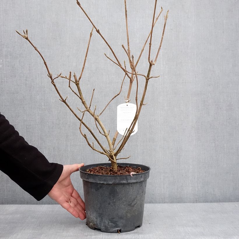 Viorne lantane - Viburnum lantana Aureum Pot de 4L/5L esemplare consegnato in inverno