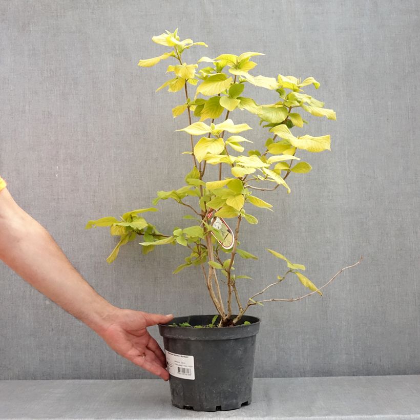 Viburnum lantana Aureum Vaso da 4L/5L esemplare consegnato in primavera