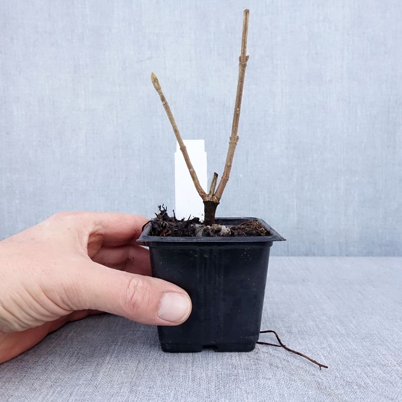 Example of Viburnum lantana Vasetto da 8/9 cm as you get in hiver