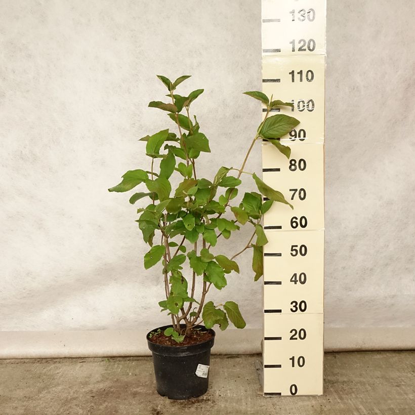 Esemplare di Viburnum lantana Vaso da 4L/5L consegnato in estate