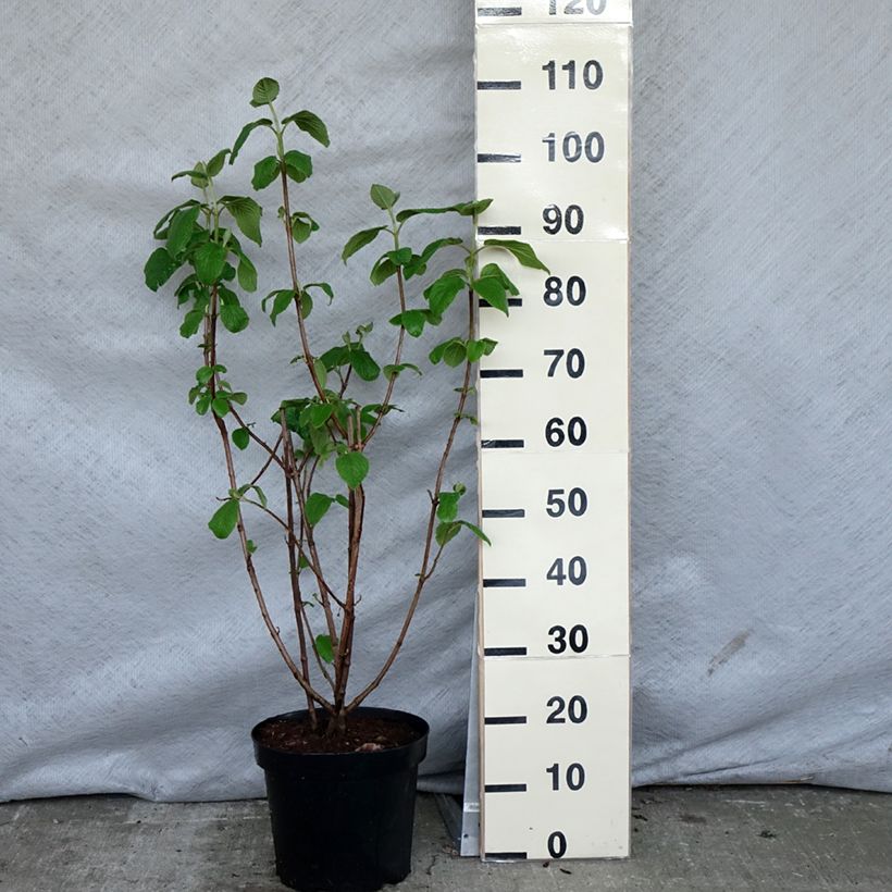 Example of Viburnum lantana Vaso da 4L/5L as you get in printemps