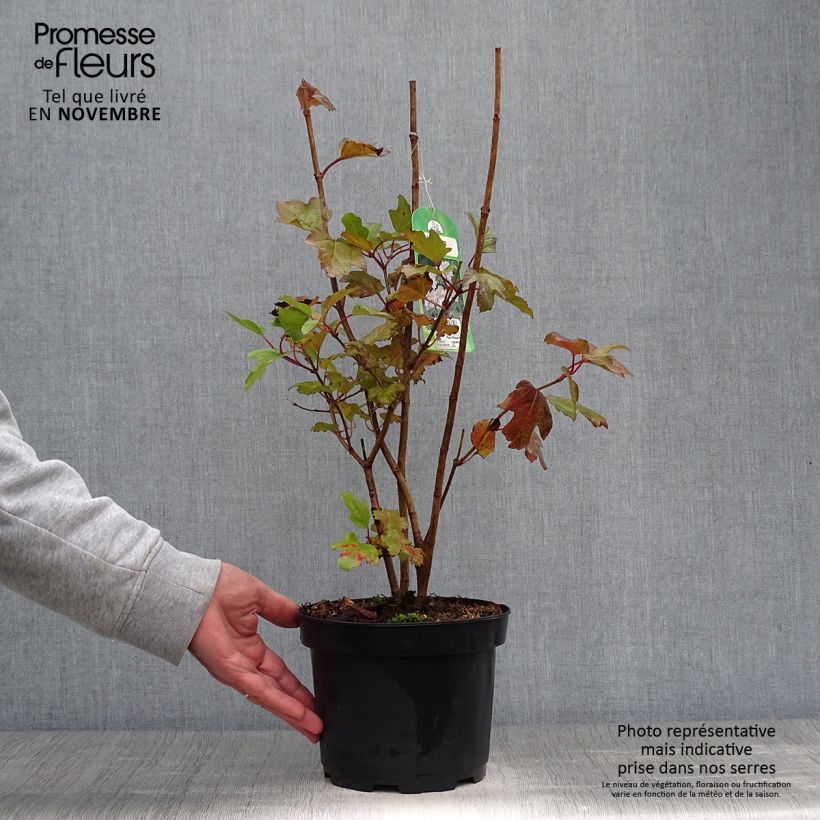 Esemplare di Viburnum opulus - Oppio Vaso da 2L/3L come consegnato in autunno