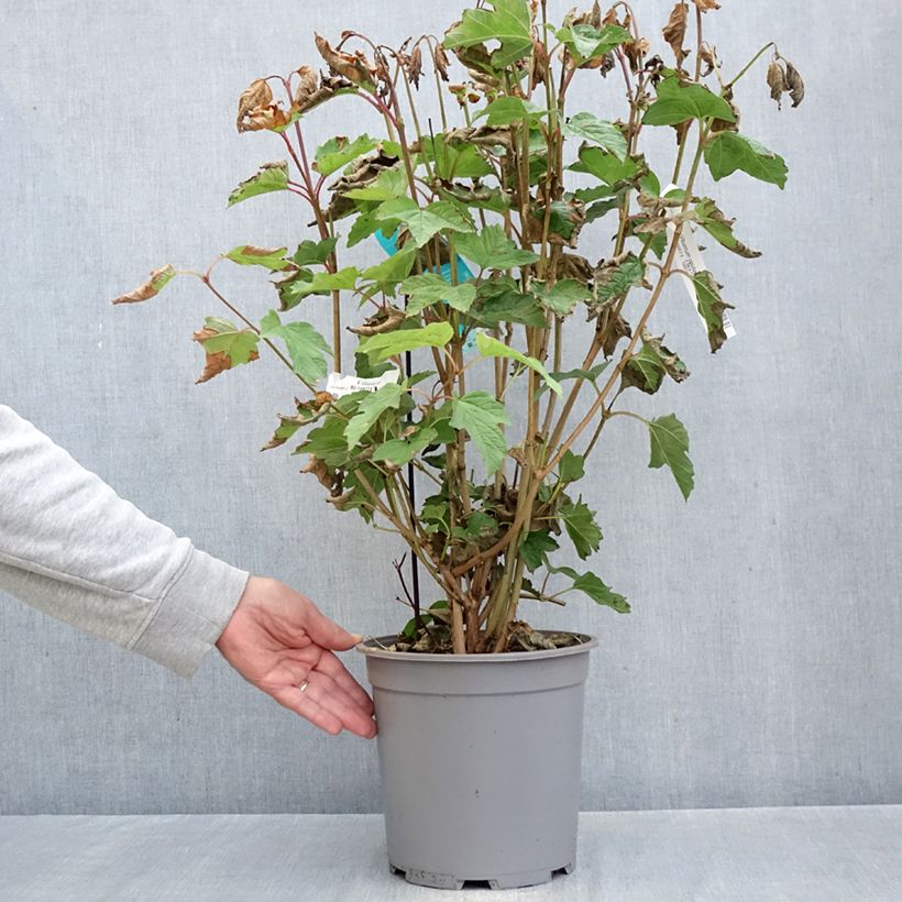 Esemplare di Viburnum opulus - Oppio Vaso da 7,5L/10L come consegnato in autunno