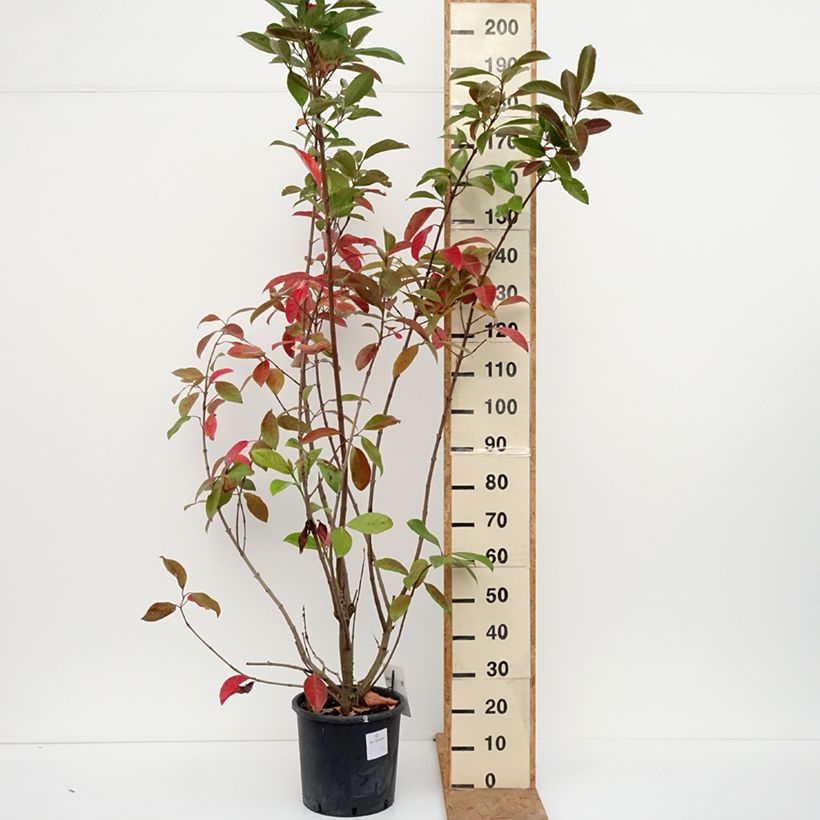 Esemplare di Viburnum odoratissimum - Viburno dolce Vaso da 12L/15L come consegnato in autunno