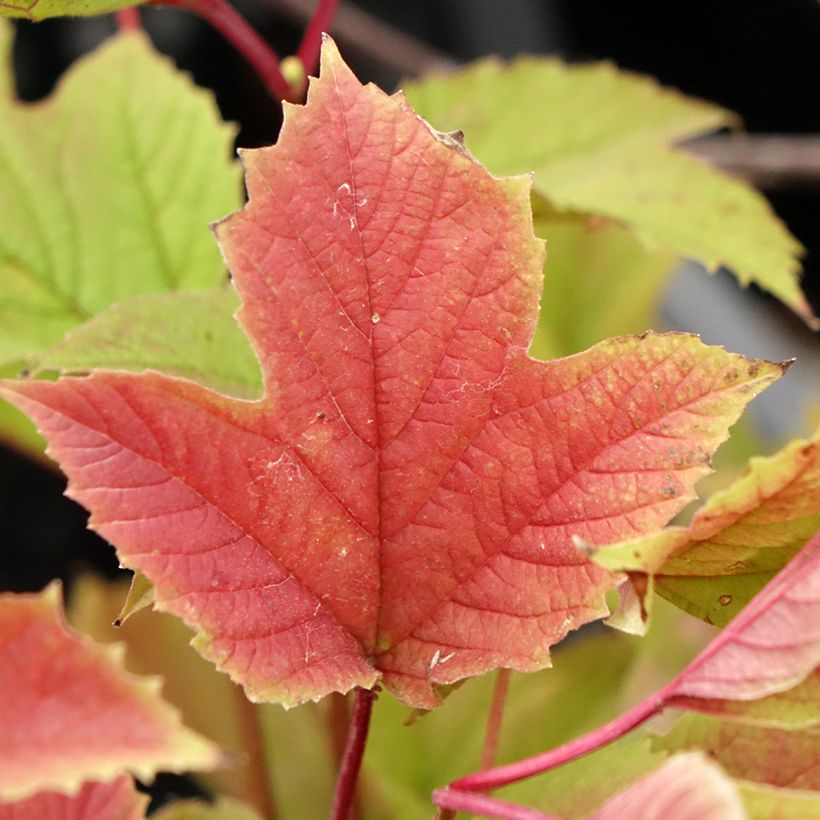 Viburnum trilobum Spring Red Compact (Foliage)