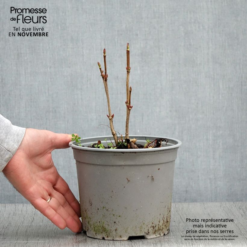 Esemplare di Viorne trilobée - Viburnum trilobum Spring Red Compact Pot de 3L/4L come consegnato in autunno
