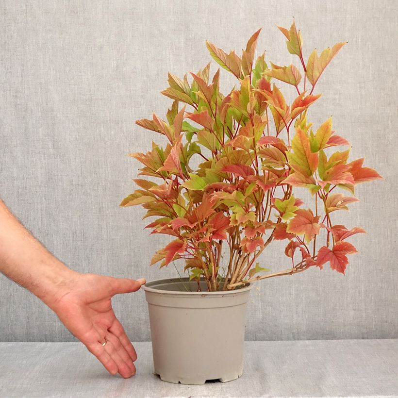 Esemplare di Viburnum trilobum Spring Red Compact Vaso da 3L/4L consegnato in estate