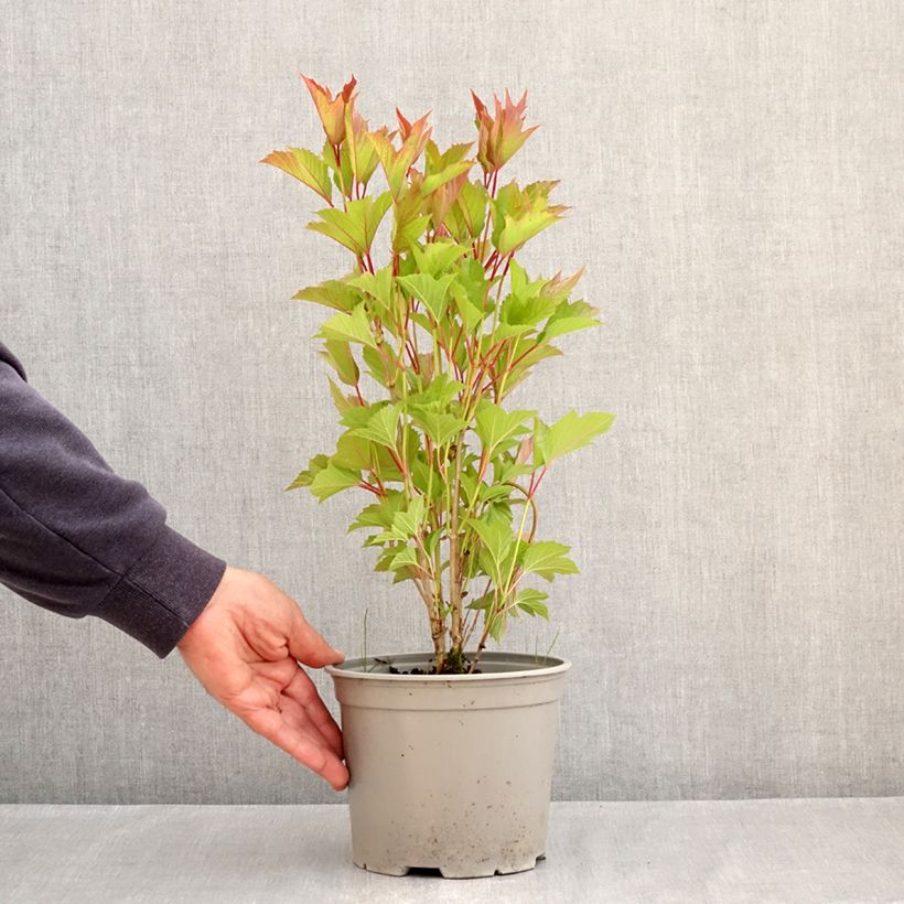 Example of Viburnum trilobum Spring Red Compact Vaso da 3L/4L as you get in printemps