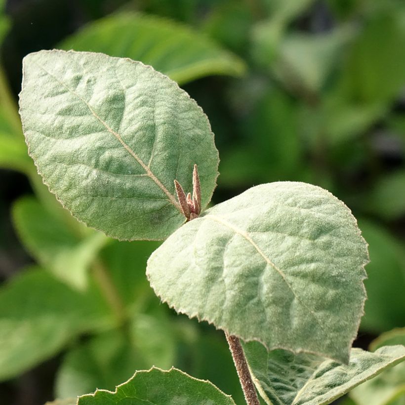 Viburnum carlesii Aurora (Foliage)