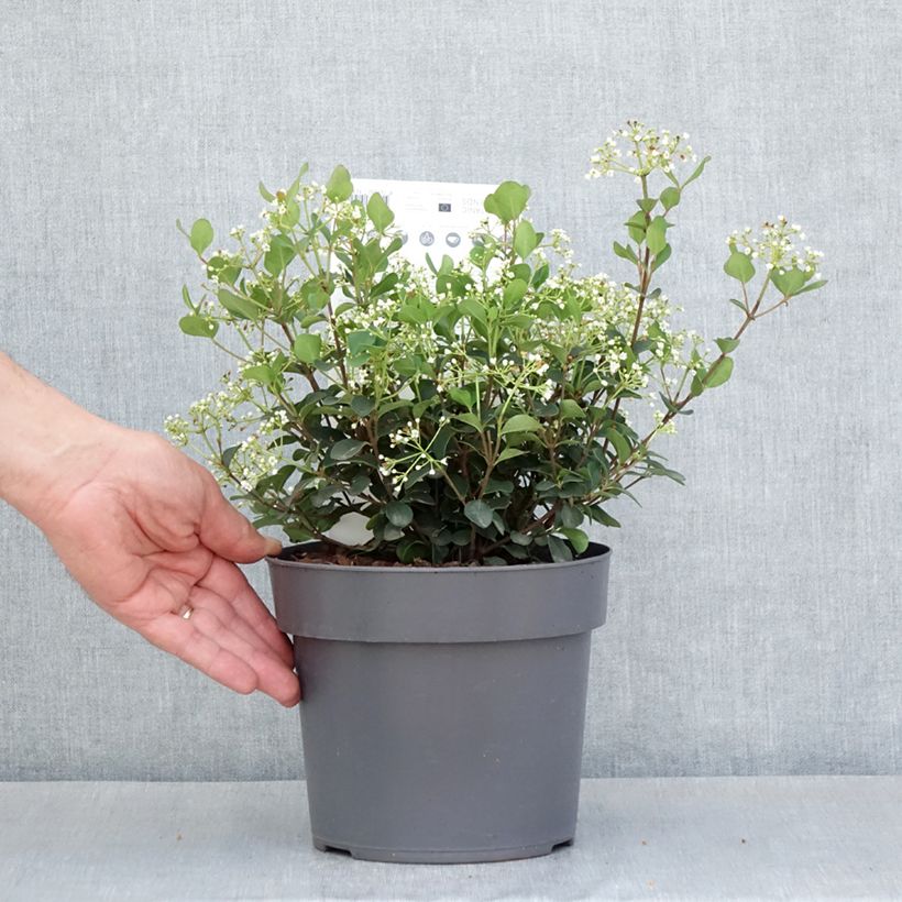 Viburnum Fairy Stars Vaso da 3L/4L esemplare consegnato in primavera