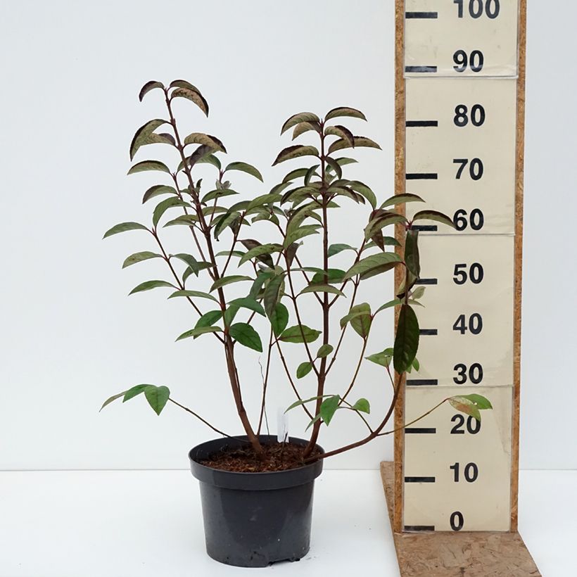 Viburnum Le Bois Marquis Vaso da 7,5L/10L esemplare consegnato in inverno