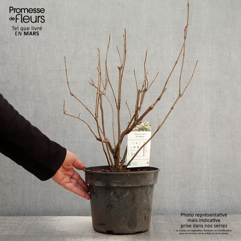 Viburnum nudum Pink Beauty Vaso da 3L/4L esemplare consegnato in primavera