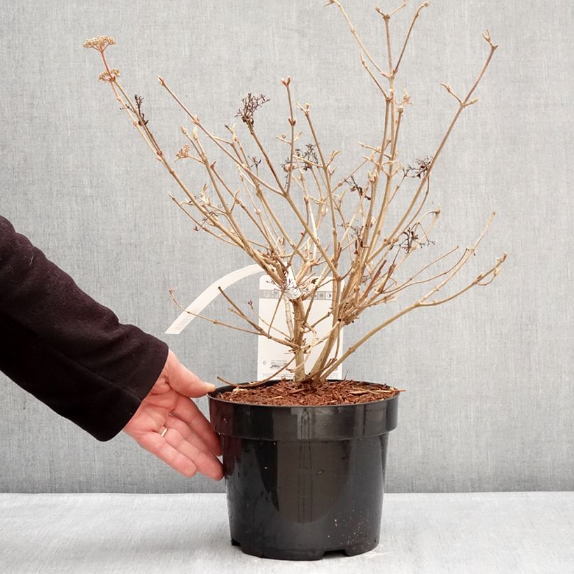 Viburnum plicatum Pinkawai Vaso da 3L/4L esemplare consegnato in inverno