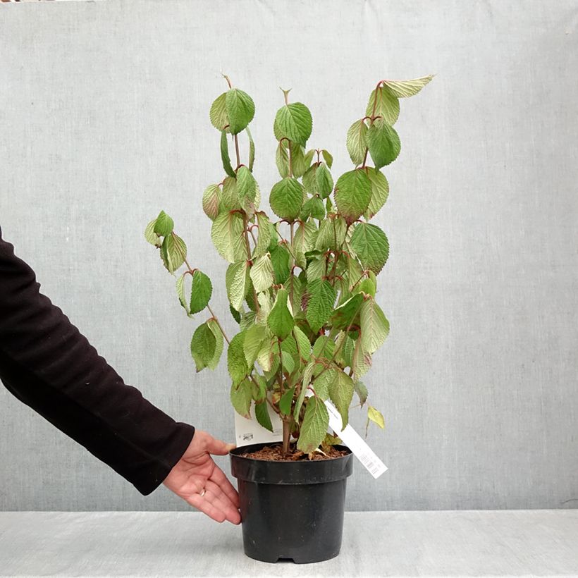 Esemplare di Viburnum plicatum Popcorn Vaso da 3L/4L come consegnato in autunno