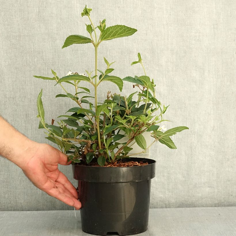 Esemplare di Viburnum plicatum Shirogami Vaso da 3L/4L consegnato in estate