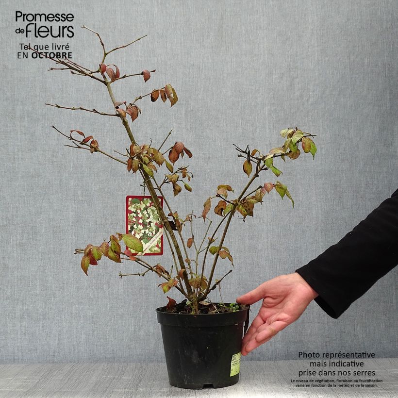 Esemplare di Viburnum plicatum Summer Snow Flake Vaso da 2L/3L come consegnato in autunno