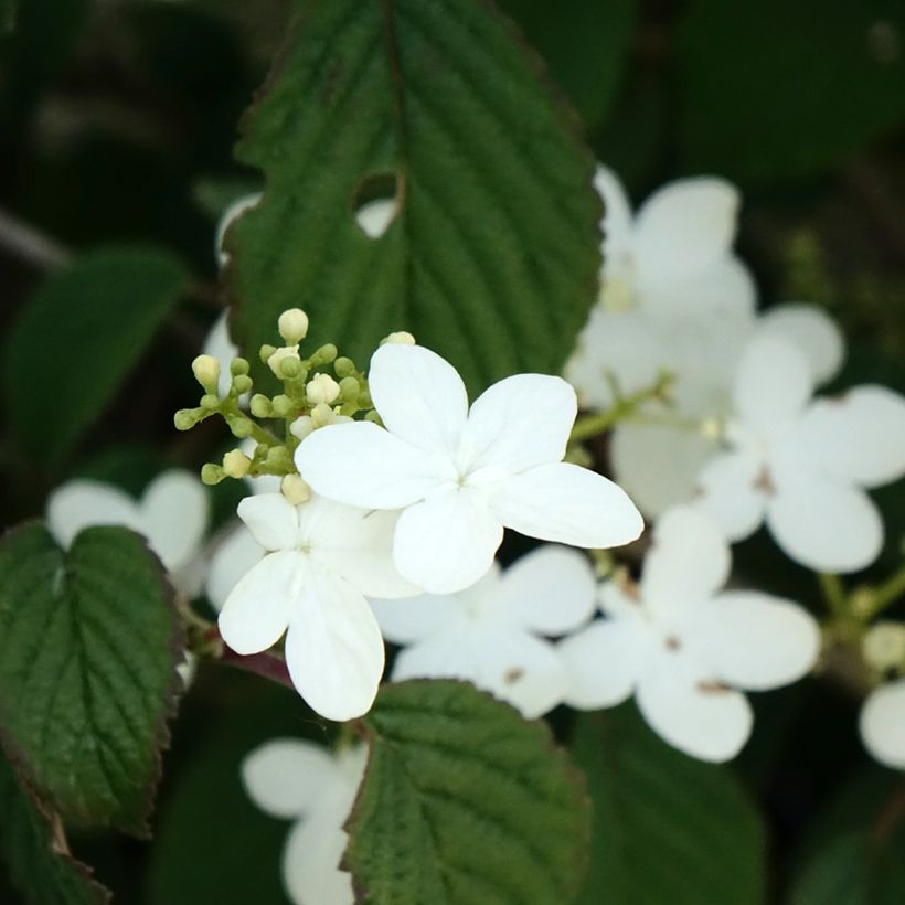 Viburnum plicatum Summer Snow Flake (Flowering)