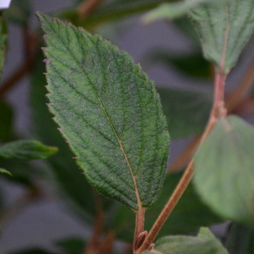 Viburnum plicatum Watanabe (Fogliame)