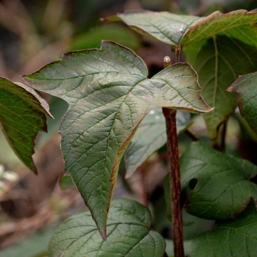 Viburnum sargentii Onondaga (Fogliame)