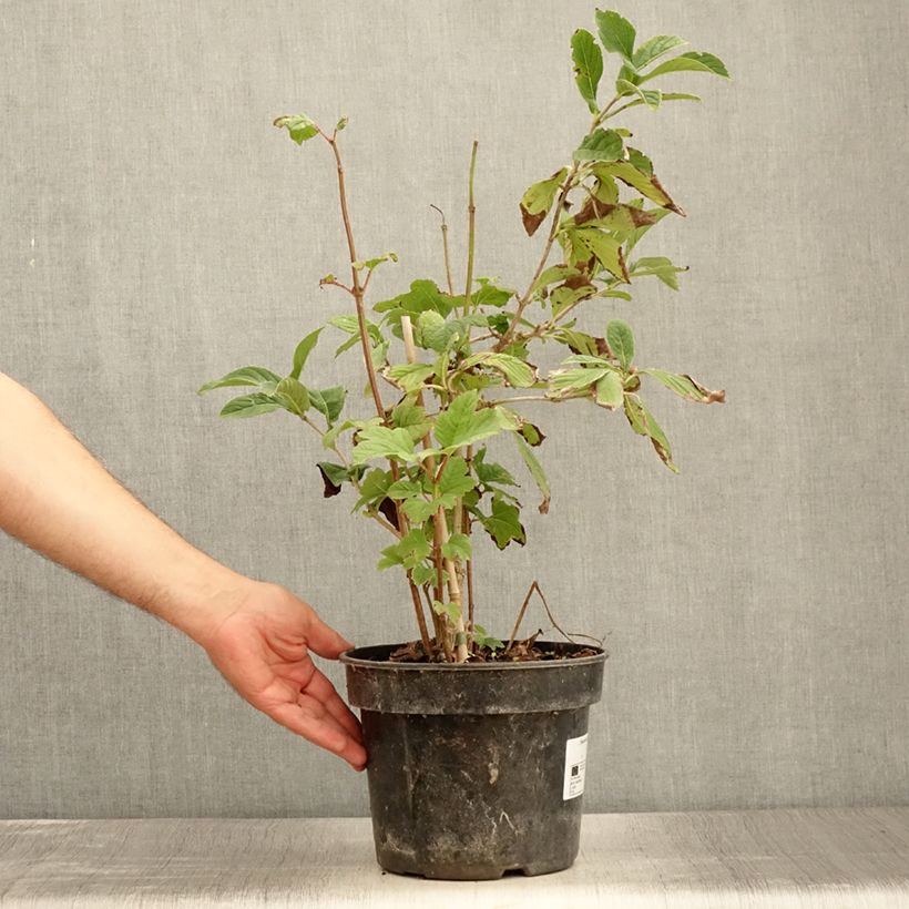 Esemplare di Viburnum sieboldii Seneca Vaso da 4L/5L consegnato in estate