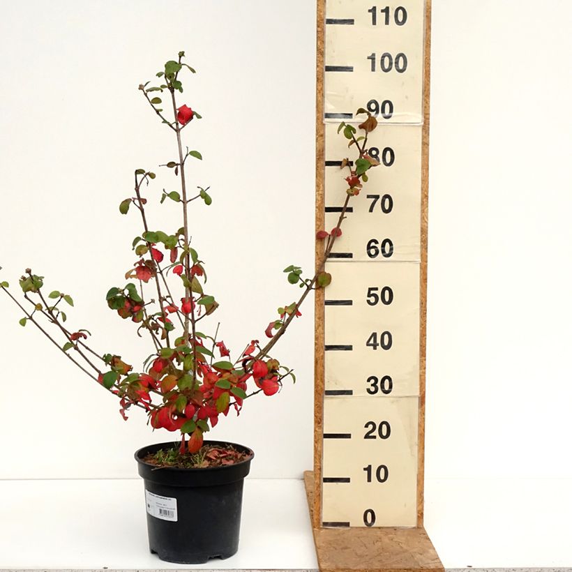 Esemplare di Viburnum carlcephalum Vaso da 7,5L/10L come consegnato in autunno