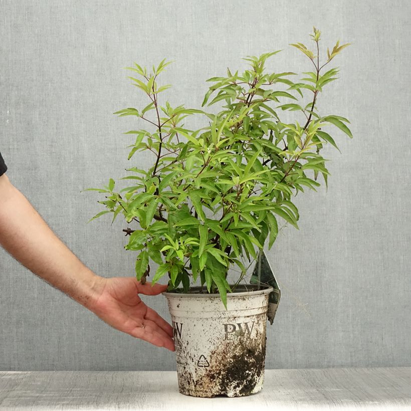 Esemplare di Vitex agnus-castus Blue Didley - Agnocasto Vaso da 3L/4L consegnato in estate
