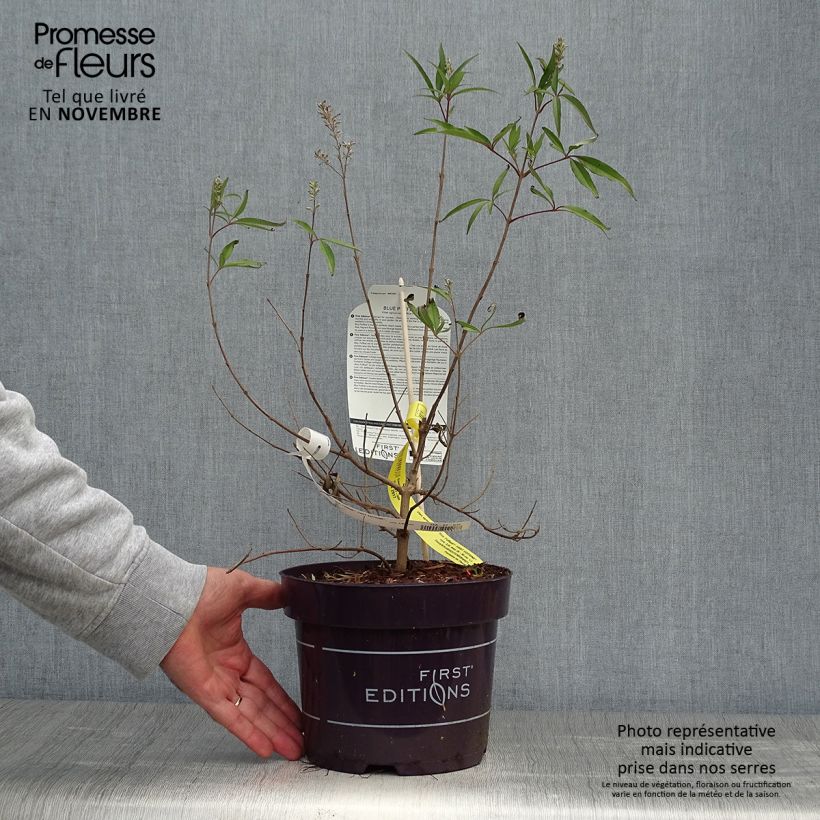 Esemplare di Vitex agnus-castus Blue Puffball - Agnocasto Vaso da 3L/4L come consegnato in autunno