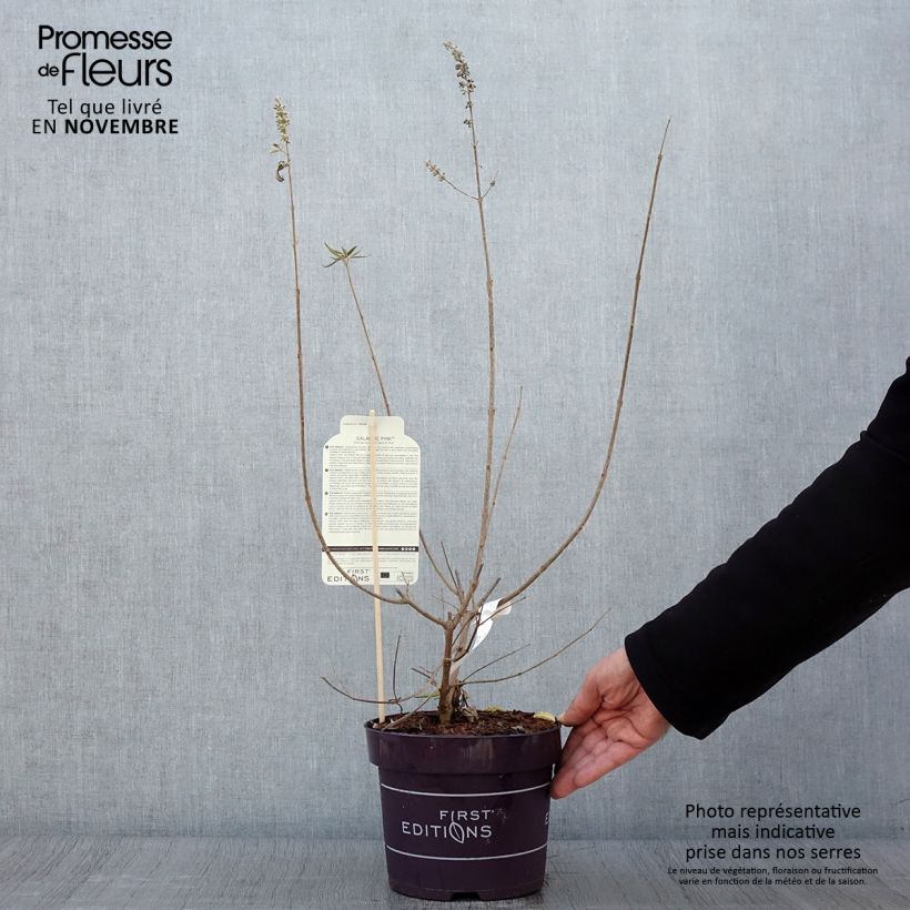 Esemplare di Vitex agnus-castus Galactic Pink - Agnocasto Vaso da 3L/4L come consegnato in autunno