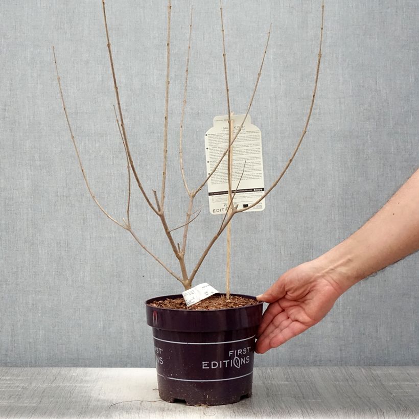 Vitex agnus-castus Galactic Pink - Agnocasto Vaso da 3L/4L esemplare consegnato in primavera