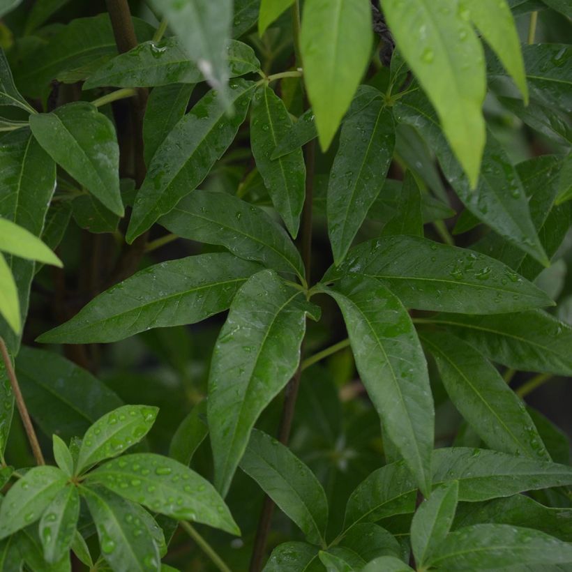 Vitex agnus-castus Latifolia - Agnocasto (Fogliame)