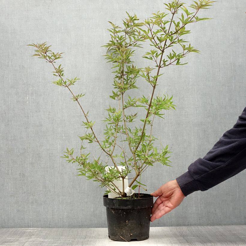 Esemplare di Vitex agnus-castus Pink Pinnacle - Agnocasto Vaso da 3L/4L consegnato in estate