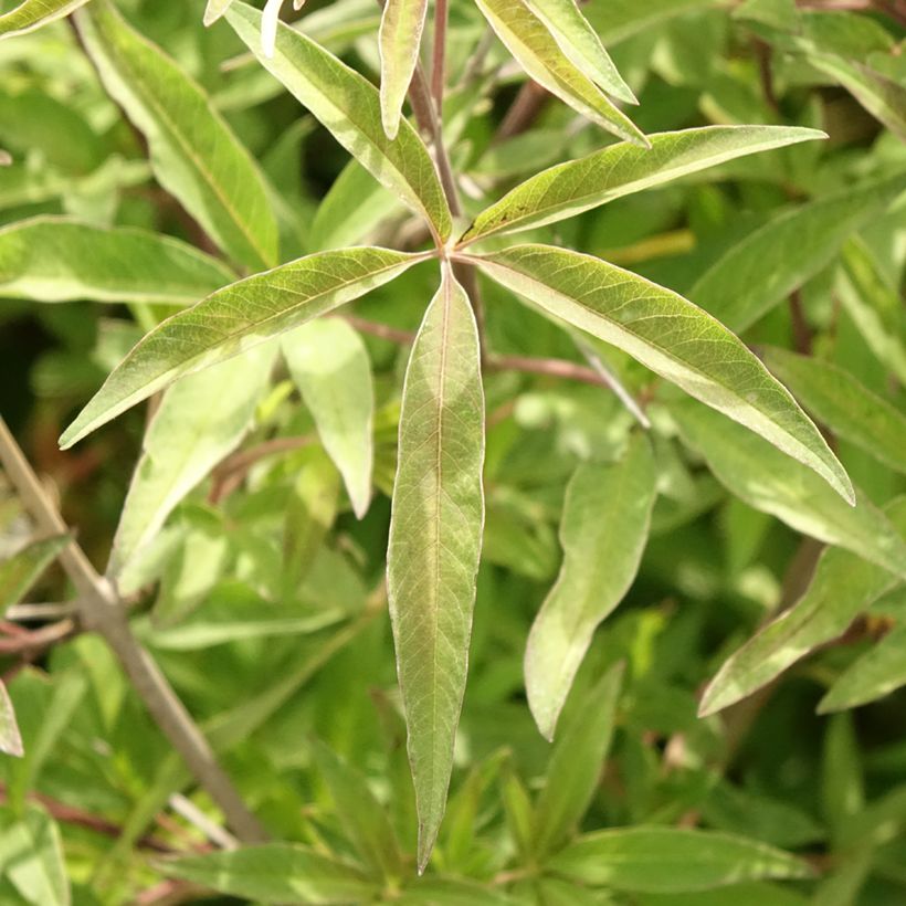 Vitex agnus-castus Pink Pinnacle - Agnocasto (Foliage)