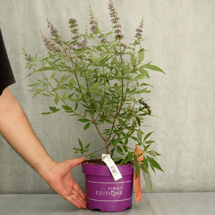 Esemplare di Vitex agnus-castus Queen Bee - Agnocasto Vaso da 3L/4L consegnato in estate