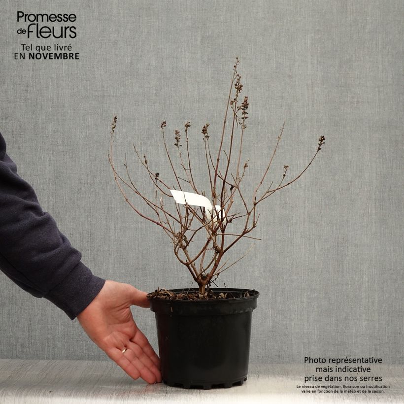 Esemplare di Vitex agnus-castus Santamaria - Agnocasto Vaso da 3L/4L come consegnato in autunno