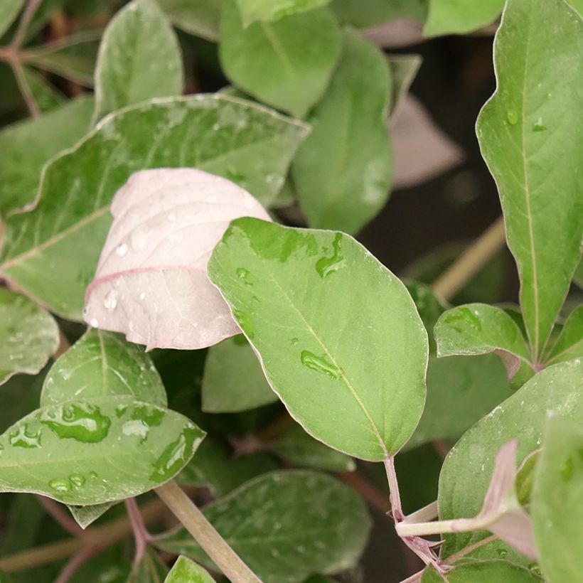 Vitex trifolia Purpurea (Fogliame)