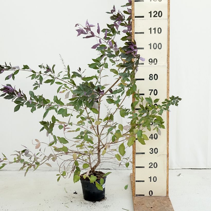 Esemplare di Vitex trifolia Purpurea Vaso da 3L/4L come consegnato in autunno