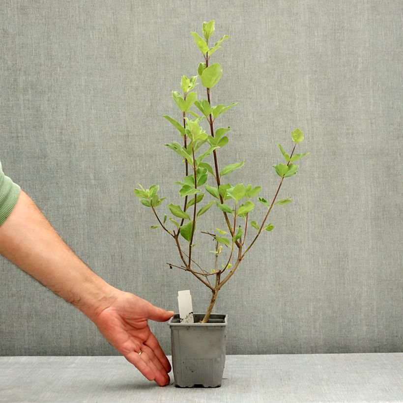 Vitex agnus-castus Chicagoland Blues - Agnocasto Vaso da Ø 12 cm / 13 cm esemplare consegnato in primavera