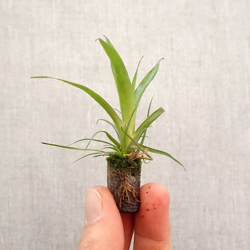 Example of Vriesea Madonna mini zolla... as you get in printemps