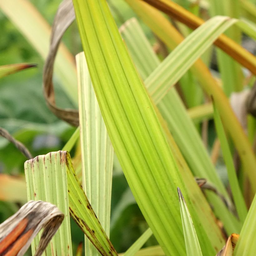 Wachendorfia thyrsiflora (Fogliame)